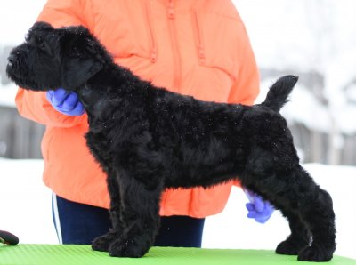 изображение рчт ЭНИГМА ВЕЛИКОЛЕПНАЯ