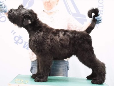  РЧТ ЦАРИЦА НОЧИ; Photo 2