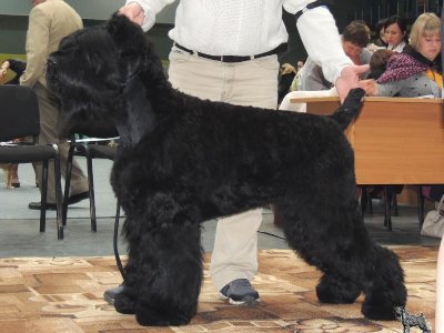  РЧТ БЛЕК РОССИ ГЕРАЛЬДИКА; Photo 2