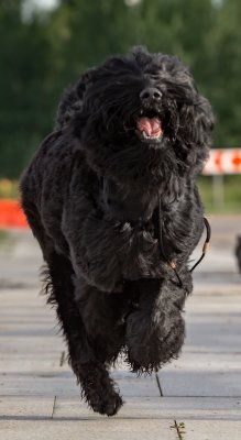  РЧТ ЦВЕТОЧЕК АЛЕНЬКИЙ ЛЮБАВА; Photo 3