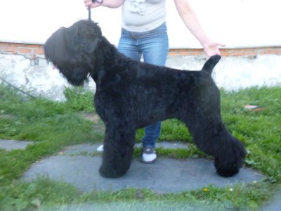  РЧТ БЛЕК РОССИ ГЕРАЛЬДИКА; Photo 3