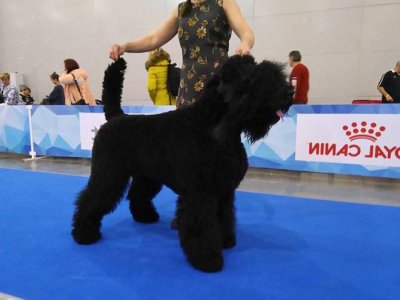 РЧТ: ВИРАЖ ИЗ ЛЕГИОНА ЧЕРНЫХ ПСОВ   